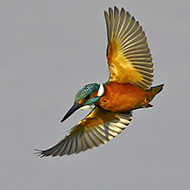 maschio, Ronco all'Adige (VR), 17.12.2015