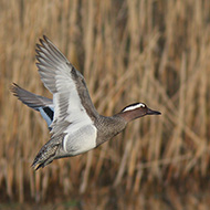 maschio in volo, Mestre (VE), 8.04.2009