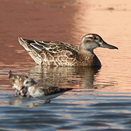 marzaiola in abito non riproduttivo con gambecchi comuni, agosto