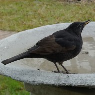 maschio 1cy?, Favaro Veneto (VE), 13.10.2016