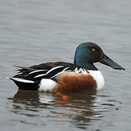 maschio, Oasi Brus� (VR), 10.03.2008