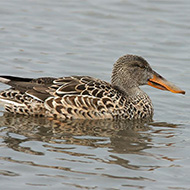 femmina, Oasi Brus� (VR), 10.03.2008
