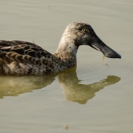 maschio in eclissi, agosto
