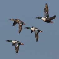 adulti in volo, Valle Vecchia (VE), 13.01.2016