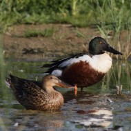 coppia, Vallesina (VE), 25.05.2014