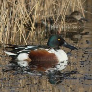 maschio adulto con alzavola, Valle Vecchia (VE), 13.01.2016