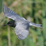 adulto in abito riproduttivo, Villaviera (VE), maggio