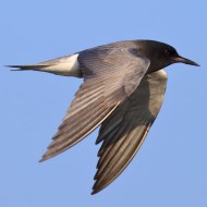 adulto in abito riproduttivo, Pacengo (VR), 1.05.2011