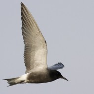 adulto in abito riproduttivo, Valle Paliaga (VE), 30.04.2011