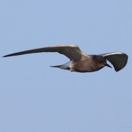 adulto in abito riproduttivo, maggio