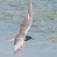 adulto in abito riproduttivo, maggio