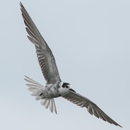 adulto in abito di transizione, luglio