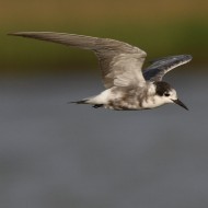 adulto in abito di transizione, Tessera (VE), 15.08.2010