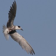 adulto in abito di transizione, Tessera (VE), 4.08.2012