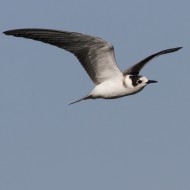 adulto in abito invernale, Tessera (VE), 4.08.2012