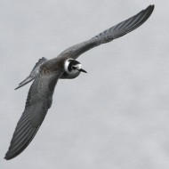 giovane, Valle Vecchia (VE), 17.09.2016