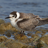 1cy, Lido Campanello (VR), 22.10.2011