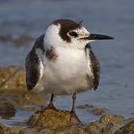 1cy, Lido Campanello (VR), 22.10.2011