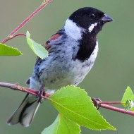 maschio ssp. <i>schoeniclus</i> in abito riproduttivo, giugno