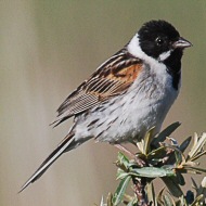 coppia in abito riproduttivo, giugno