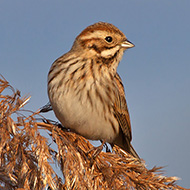 femmina, Lido Campanello (VR), 8.12.2011