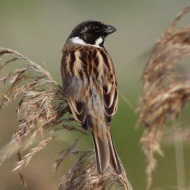 maschio ssp. <i>intermedius</i> 2cy (1a estate), Valle Dog� (VE), 16.04.2012
