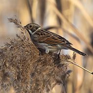 maschio in abito invernale, Peschiera del Garda (VR), 5.01.2016