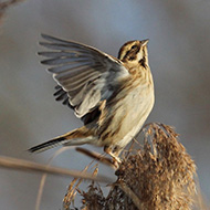 femmina, Lido Campanello (VR), 7.12.2015