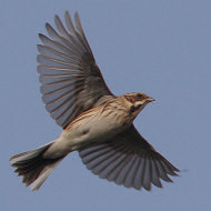 femmina, Mestre (VE), 17.03.2017