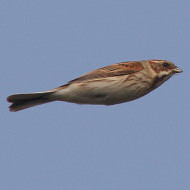 femmina, Mestre (VE), 17.03.2017