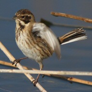 maschio in abito invernale, Valle Vecchia (VE), 19.03.2013