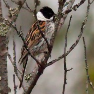 maschio ssp. <i>schoeniclus</i> in abito riproduttivo, giugno