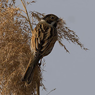 maschio in abito invernale, Lago di Garda (VR), 24.02.2018