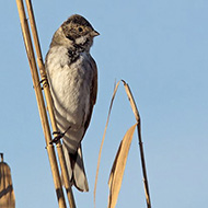 maschio in abito invernale, Pastrengo (VR), 3.01.2013