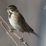 maschio in abito invernale, gennaio