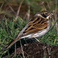 maschio 1cy (1� inverno), novembre