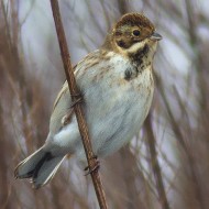 maschio in abito invernale, San Bernardino - Vigasio (VR), 16.12.2012
