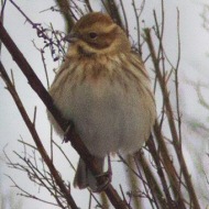 femmina, San Bernardino - Vigasio (VR), 16.12.2012
