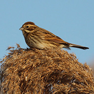 femmina, Lido Campanello (VR), 7.12.2015