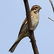 femmina, Perzacco (VR), 9.03.2019