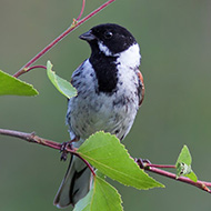 maschio ssp. <i>schoeniclus</i> in abito riproduttivo, giugno