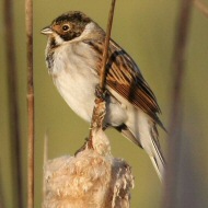 maschio in abito invernale, Mestre (VE), 29.11.2007