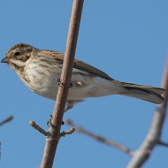maschio in abito invernale, gennaio