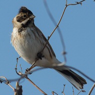 maschio in abito invernale, gennaio