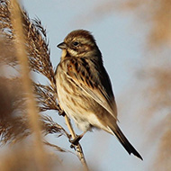 femmina, Lido Campanello (VR), 21.02.2016