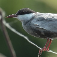 adulto in abito riproduttivo, maggio