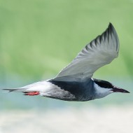 adulto in abito riproduttivo, giugno