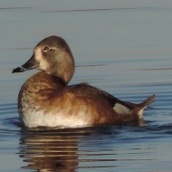 femmina, Laghetto del Frassino (VR), 26.1.2014