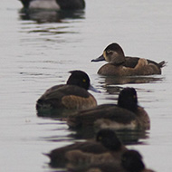 femmina con morette, dicembre