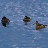 femmina con morette, dicembre